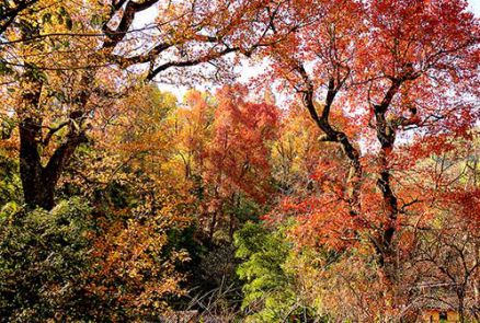三爪仑-古枫香群落