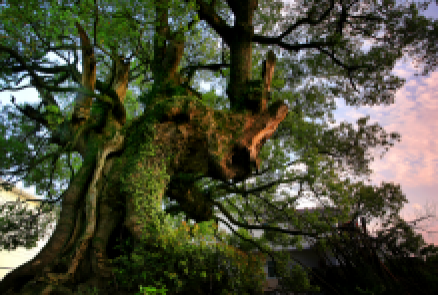 三爪仑-山村彩霞